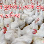 ব্রয়লার মুরগির ১ থেকে ৩৫ দিনের ঔষধ ও যত্নের সম্পূর্ণ গাইড