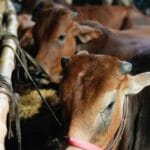 ২০২৫ সালের ঈদুল আযহায় কোটাহাট কুরবানির হাট: জমজমাট অবস্থা, দাম-দর, এবং গরু-ছাগল কেনার সেরা গাইড