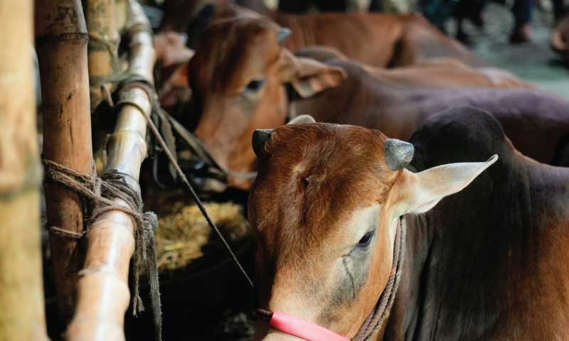 কোটাহাট কুরবানি হাট ২০২৫-এর জমজমাট দৃশ্য